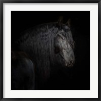 Framed Equine Portrait X