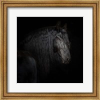 Framed Equine Portrait X