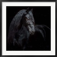 Framed Equine Portrait XI