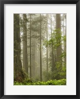Framed Summer Forest II