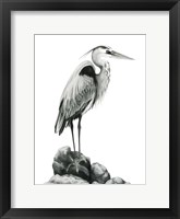 Shoreline Heron in B&W I Framed Print