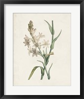 Framed Classic Botanicals I