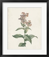 Framed Classic Botanicals II