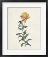 Framed Classic Botanicals III