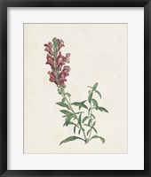 Framed Classic Botanicals IV