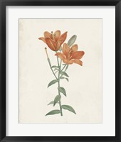 Framed Classic Botanicals V