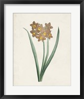 Framed Classic Botanicals VI