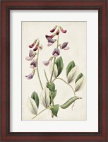 Framed Antique Botanical Collection I