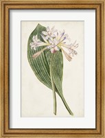 Framed Antique Botanical Collection IV