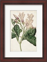 Framed Antique Botanical Collection IX