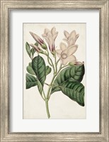 Framed Antique Botanical Collection IX