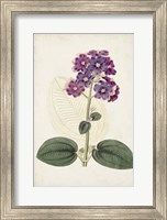 Framed Antique Botanical Collection V