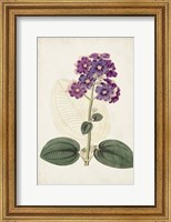 Framed Antique Botanical Collection V