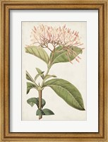 Framed Antique Botanical Collection VI