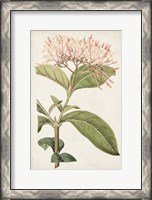 Framed Antique Botanical Collection VI