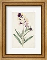 Framed Antique Botanical Collection VII