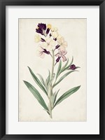 Framed Antique Botanical Collection VII