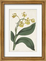 Framed Antique Botanical Collection X