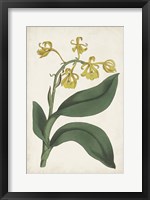 Framed Antique Botanical Collection X