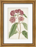 Framed Antique Botanical Collection XI