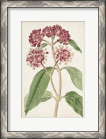Framed Antique Botanical Collection XI