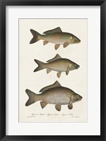 Framed Species of Antique Fish I