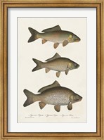 Framed Species of Antique Fish I