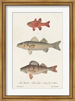 Framed Species of Antique Fish II