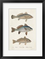 Species of Antique Fish III Framed Print