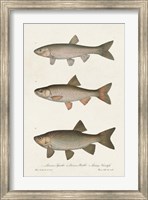 Framed Species of Antique Fish IV