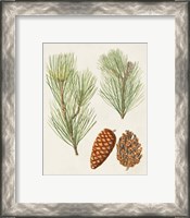 Framed 'Antique Pine Cones I' border=