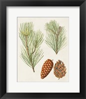 Framed Antique Pine Cones I