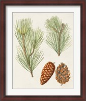 Framed Antique Pine Cones I