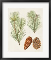 Framed 'Antique Pine Cones I' border=