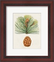 Framed 'Antique Pine Cones II' border=