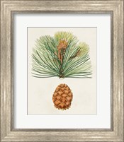 Framed Antique Pine Cones II