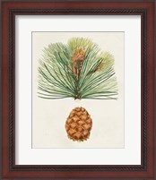 Framed 'Antique Pine Cones II' border=