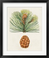Framed 'Antique Pine Cones II' border=