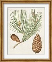Framed Antique Pine Cones III
