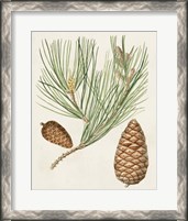 Framed 'Antique Pine Cones III' border=
