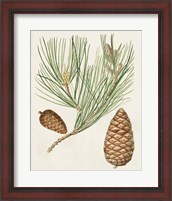 Framed Antique Pine Cones III