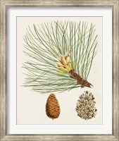 Framed Antique Pine Cones IV