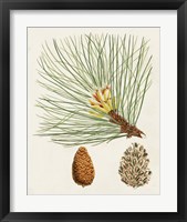 Framed 'Antique Pine Cones IV' border=