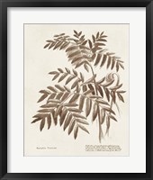 Framed 'Sepia Fern Varieties II' border=