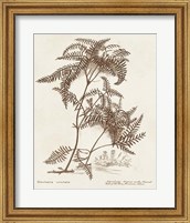 Framed Sepia Fern Varieties III