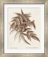 Framed 'Sepia Fern Varieties IV' border=