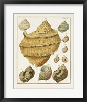 Pastel Shell Pair I Framed Print