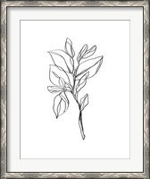 Framed Leaf Sprig I