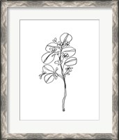 Framed Leaf Sprig II