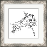 Framed Simple Songbird Sketches I